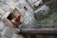 Vorsichtig verlaesst das erste Huhn den Gallinero